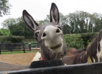 Donkey-Smiley-Face-Funny-Picture.jpg