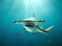 hammerhead_shark.webp