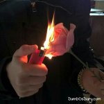 Burning-Rose.jpg