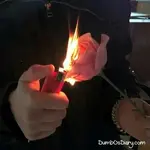 Burning-Rose.webp