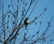 smlbird.webp smlbird.webp