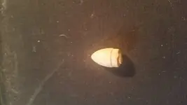 Unknown1a.webp