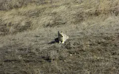 coyote 022816.webp