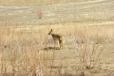 mano hill coyote.webp