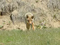 coyote 053117 1.webp