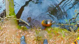 Magnet Fish.webp