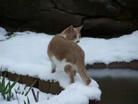 cats jan2808 003.webp