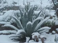 snow jan2808 004.webp