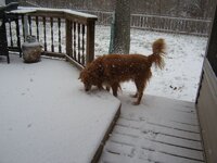 charlie-loves-the-snow.jpg