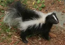 Skunk File 002.webp