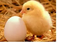 chicken-egg.webp