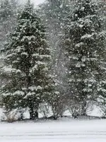 snow.webp
