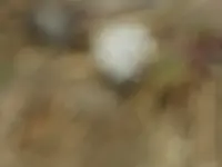 DSCN1245.webp