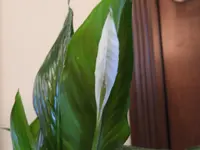 DSCN1287.webp