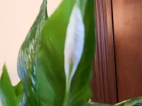 DSCN1288.webp