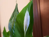 DSCN1289.webp