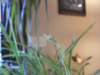 DSCN1292.webp