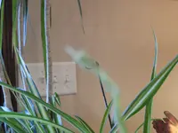 DSCN1294.webp