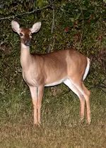 4164-8x10.webp