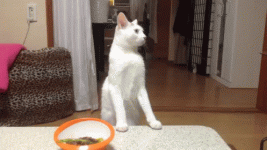 tenor.gif