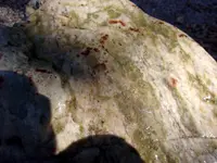 100_0153.webp