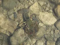 mudbug.webp