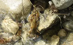 mudbug1.webp