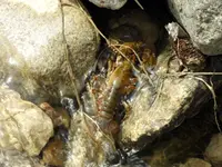 mudbug2.webp