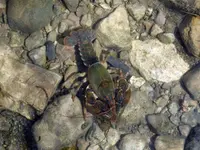 mudbug3.webp mudbug3.webp