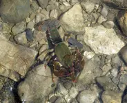 mudbug4.webp mudbug4.webp