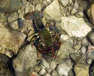 mudbug5.webp mudbug5.webp