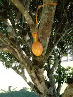 Egg 2 - A.webp