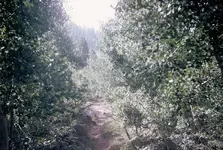 trail at cold creek.webp