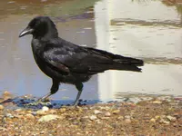 walk 040318 1.webp