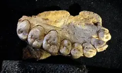 jawbone.webp