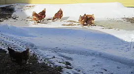 Snowchichens.webp