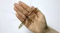 mosquito.webp mosquito.webp