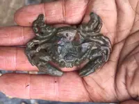 crab.webp