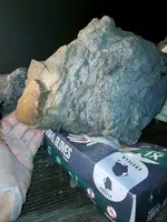 turtle2.webp