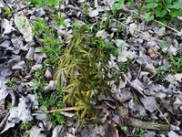 DSCN1331-3.webp