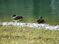ducks.webp ducks.webp