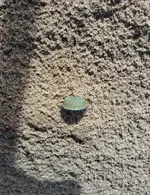 Florida button 1.webp
