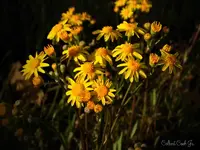 DSCN1539.webp DSCN1539.webp