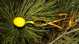 DSCF0034.webp