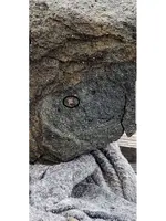 elephant4.webp