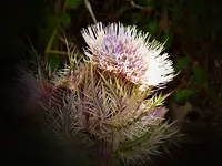DSCN1565.webp