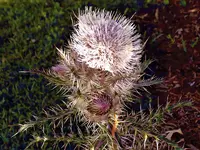 DSCN1567.webp