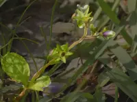stem_and_leaves.webp
