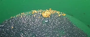gold placer and magnetite.webp