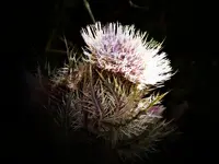 thistle_painting.webp